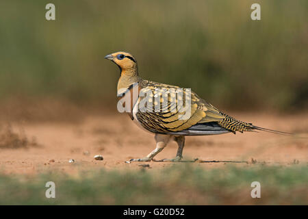 PIN-tailed Sandgrouse Pterocles Alchata, männliche Belchite, Aragon, Spanien, Juli Stockfoto