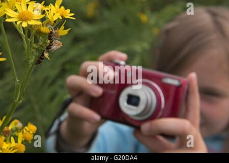 Junges Mädchen fotografieren Cinnibar Moth Raupen auf Kreuzkraut, Kelling Heath Norfolk Sommer Stockfoto