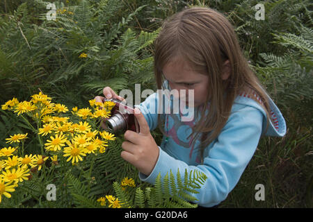 Junges Mädchen fotografieren Cinnibar Moth Raupen auf Kreuzkraut, Kelling Heath Norfolk Sommer Stockfoto