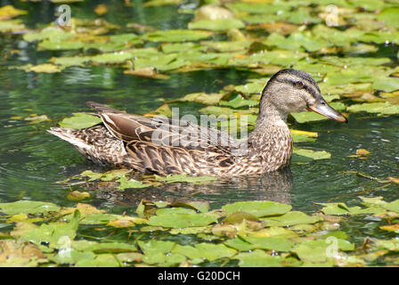 Schwimmen unter Fransen Seerose schwimmende Weibchen verlässt. Washington, West Sussex, UK Stockfoto