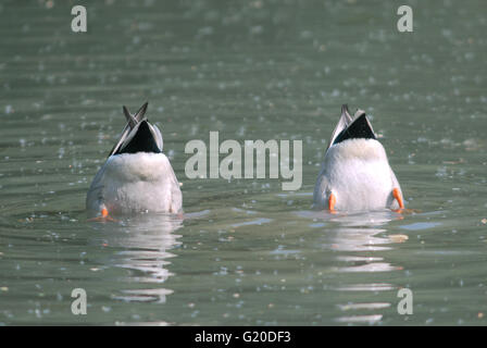 Zwei Erpel abstoßen, Washington, West Sussex, UK Stockfoto