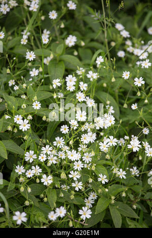 Größere Stitchwort (Stellaria Holostea) in einem Hedgrow, England, UK Stockfoto