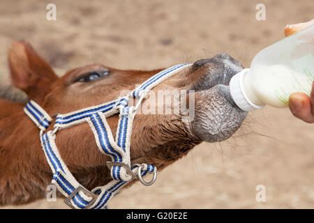 Eine junge braune Fohlen, stehend in einem Paddock und Flasche gefüttert Stockfoto