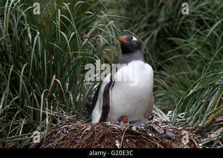 Gentoo Penguin Pygoscelis Papua mit Küken, Holmestrand, Südgeorgien, Januar Stockfoto