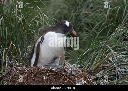 Gentoo Penguin Pygoscelis Papua mit Küken, Holmestrand, Südgeorgien, Januar Stockfoto