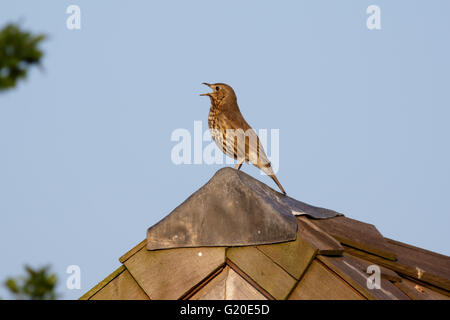 Singdrossel (Turdus Philomelos) singen aus einem Pultdach oder auf dem Dach Stockfoto