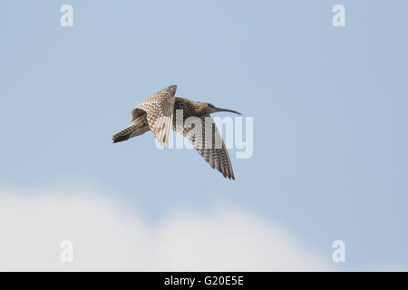 Eurasische Brachvogel (Numenius Arquata) aufrufen und Anzeigen im Flug. Stockfoto