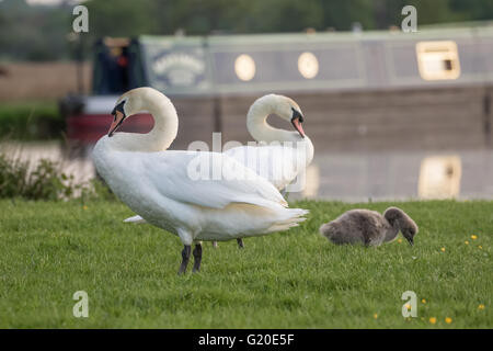 Höckerschwan (Cygnus Olor) Familie Weiden am Fluss am Abend. Stockfoto