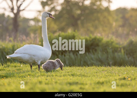 Höckerschwan (Cygnus Olor) Mama und Cygnet Beweidung durch den Fluss in den späten Abend. Stockfoto