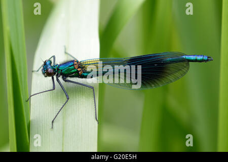 Männliche gebändert Prachtlibelle (Calopteryx Splendens) thront auf einem Rohr. Stockfoto