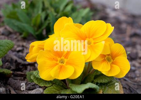 Blühen Gelb Frühling Primeln im Blumenbeet Stockfoto