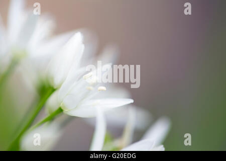 Eine Nahaufnahme von einer Blüte Bärlauch (Allium Ursinum). Stockfoto