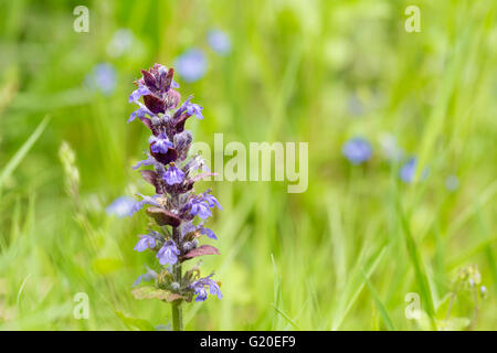 Viper Bugloss (Echium Vulgare) in einem Wildblumen Wiese, England, UK Stockfoto