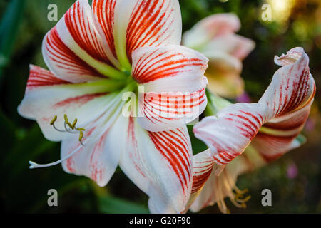 Weihnachten-Lilie: weiße Amaryllis-Blüte mit roten Streifen. Nahaufnahme von 2 großen Blüten. Stockfoto