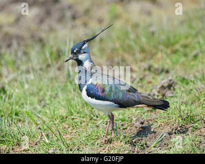 Nördlichen Kiebitz stehende Gras in ihrem Lebensraum Stockfoto