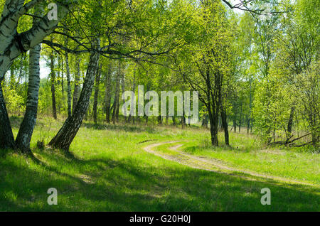 ein Rasen, ein Wäldchen, eine Landschaft, eine Saison, Birken, Flora, grün, Mai, Sibirien, Frühling, der Holz, Bäume, junge Blätter Stockfoto