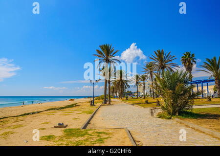 Dattelpalmen am sonnigen Strand in Hammamet Tunesien. Stockfoto