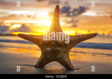 Beautiful beach with sunrise background. Focus on sea starfish. Stockfoto