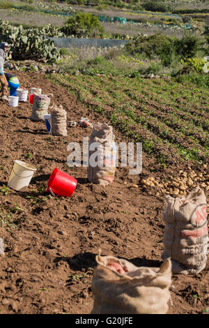 Landwirtschaftliche Arbeiter graben Kartoffeln in Valle Arriba, Teneriffa, Kanarische Inseln, Spanien. Stockfoto