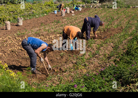 Landwirtschaftliche Arbeiter graben Kartoffeln in Valle Arriba, Teneriffa, Kanarische Inseln, Spanien. Stockfoto