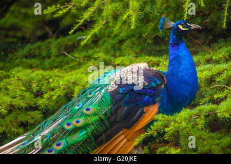 Elegante Pfau und Baum Stockfoto