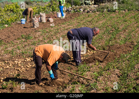 Landwirtschaftliche Arbeiter graben Kartoffeln in Valle Arriba, Teneriffa, Kanarische Inseln, Spanien. Stockfoto