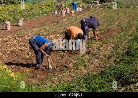 Landwirtschaftliche Arbeiter graben Kartoffeln in Valle Arriba, Teneriffa, Kanarische Inseln, Spanien. Stockfoto