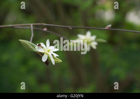 Magnolia Goldstern Blüte im Frühjahr Stockfoto