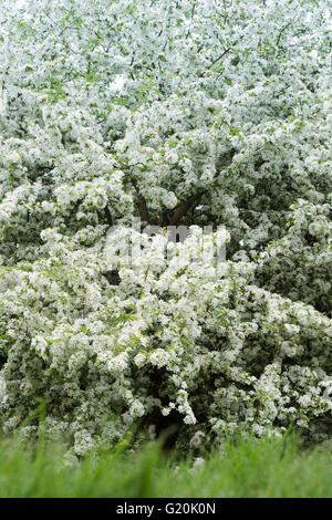 Malus Toringo. Japanische Krabben Apfelbaum in Blüte Stockfoto