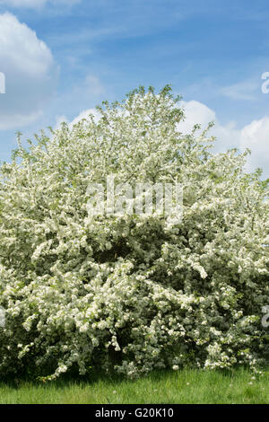 Malus Toringo. Japanische Krabben Apfelbaum in Blüte Stockfoto