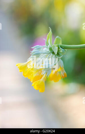 Primula Palinuri. Palinuri Primel Stockfoto