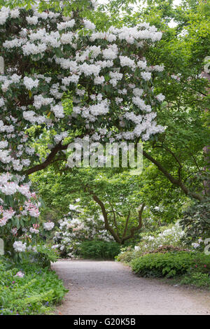 Rhododendron Loderi rosa Diamanten Blüte über einen Pfad im RHS Wisley Gardens, Surrey, England Stockfoto