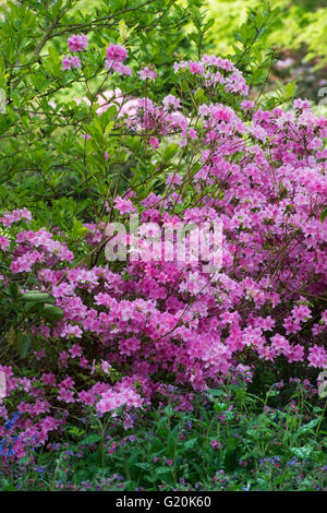 Rhododendron "Pamela Miles". Azalee "Pamela Miles' in Blüte kann Stockfoto
