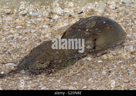 Hufeisenkrabbe (Limulus polyphemus) Paarung. Stockfoto