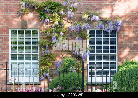 Glyzinien rund um die Fenster eines Stadthauses. Stockfoto