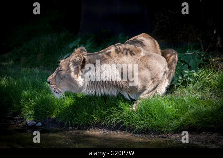 Asiatische Löwe (Panthera Leo Persica) ZSL London Zoo Stockfoto