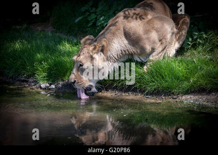 Asiatische Löwe (Panthera Leo Persica) ZSL London Zoo Stockfoto