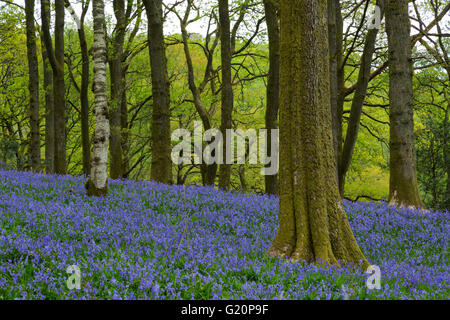 Woodland Glockenblumen in der Nähe von Staveley in Cumbria Stockfoto