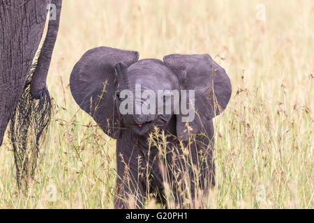 Neugeborenen Elefant mit seinem Rüssel spielen Stockfoto