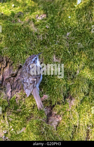 Waldbaumläufer in das Moos auf einem Baum sitzend Stockfoto