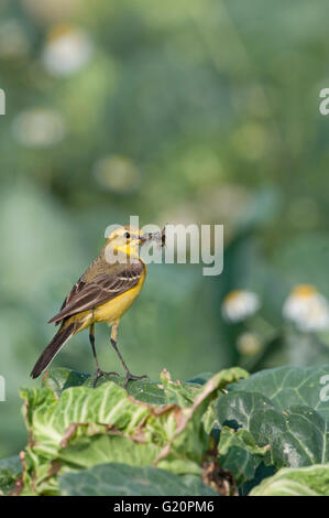 Gelbe Bachstelze Motacilla Flava Männchen mit Nahrung für junge im Nest unter Kohlblatt Lincolnshire Juli Stockfoto