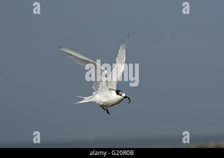 Sandwich Tern Sterna Sandvicensis mit Sandaal Farne Islands Northumberland Juli Stockfoto