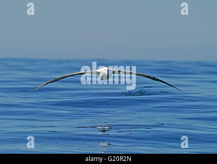 Wandern (Gibson) Albatros Diomedea Antipodensis Gibsoni Kaikoura Neuseeland Südinsel Stockfoto