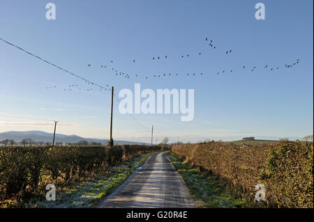 Weißwangengans Branta Leucopsis Caerlaverock auf Solway Dumfries & Galloway Scotland Dezember Stockfoto