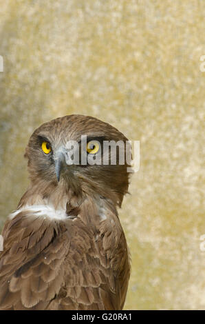 Schlangenadler (Schlange Schlangenadler) Adler Circaetus Gallicus Porträt von Erwachsenen in Obhut genommen, nachdem er angeschossen Camargue-Frankreich Stockfoto