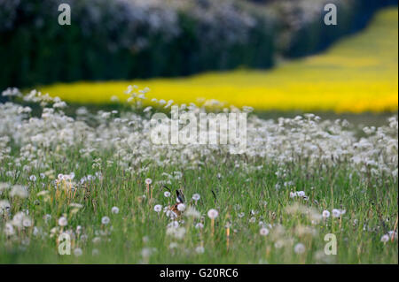 Brauner Hase Lepus Europaea in Ackerland Norfolk UK Stockfoto