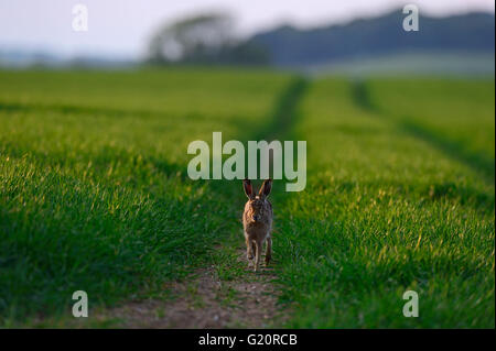 Brauner Hase Lepus Europaea in Ackerland Norfolk UK Stockfoto