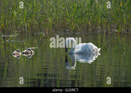 Höckerschwan Cygnus Olor Erwachsene mit Cygnets Cley Norfolk im Sommer Stockfoto