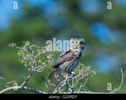 Austral Pygmy Eule Glaucidium Nana Torrel del Paine Nationalpark-Patagonien-Chile Stockfoto