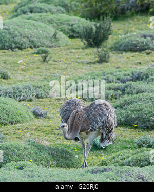 Darwins Rhea (Rhea Pennata), auch bekannt als die weniger Rhea Torres del Paine, Patagonien, Chile Stockfoto